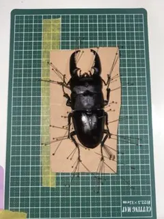 2026年最新】パラワンオオヒラタ 標本の人気アイテム - メルカリ