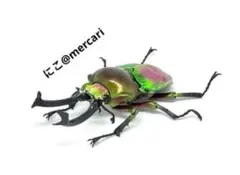 2026年最新】プラチナコガネ 標本の人気アイテム - メルカリ