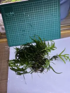 2026年最新】ミクロソリウム カピットの人気アイテム - メルカリ