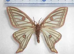 2026年最新】イザベラミズアオの人気アイテム - メルカリ