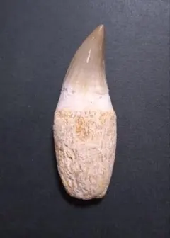 形状お任せ モロッコ産 モササウルスの歯 S 1個 白亜紀 化石 | チャーム 【