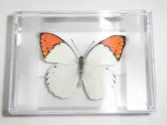 2026年最新】ツマベニチョウの人気アイテム - メルカリ