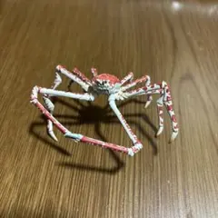 2026年最新】海遊館 タカアシガニの人気アイテム - メルカリ