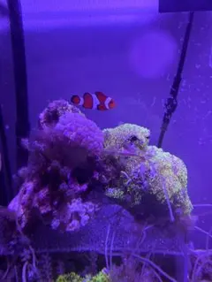 ✐プラグ穴付き 新品 人工ライブロック 60cm海水水槽用 レプリカ 安い2