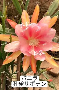 2026年最新】孔雀サボテン抜き苗の人気アイテム - メルカリ