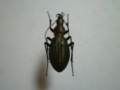 2026年最新】オサムシ 標本の人気アイテム - メルカリ