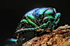 2026年最新】モモブトハムシの人気アイテム - メルカリ