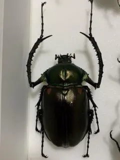 2026年最新】標本クワガタの人気アイテム - メルカリ