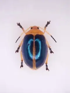 2026年最新】ハムシ標本の人気アイテム - メルカリ