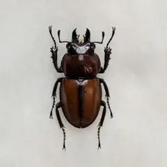 2026年最新】マルバネクワガタの人気アイテム - メルカリ