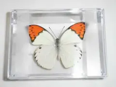 2026年最新】ツマベニチョウの人気アイテム - メルカリ