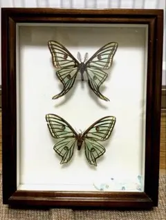 2026年最新】イザベラミズアオの人気アイテム - メルカリ