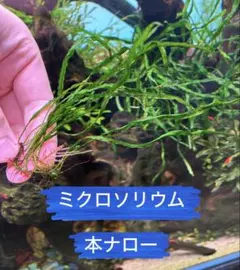 2026年最新】ミクロソリウム 流木の人気アイテム - メルカリ