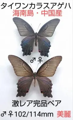 2026年最新】カラスアゲハ 標本の人気アイテム - メルカリ