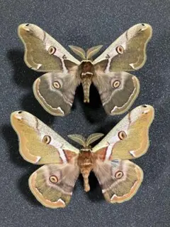 2026年最新】ヤママユ 昆虫標本の人気アイテム - メルカリ