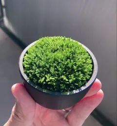 2026年最新】ベルベットモス 水草の人気アイテム - メルカリ