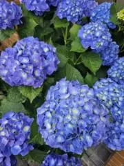 平野遼 ［都井岬にて風強い］真作 魂の画家 日動画廊シール 90年作