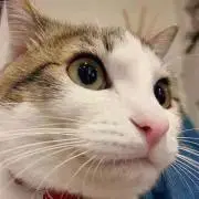 希少ビンテージCameo AS-1日本アコースティックギタートラベルパーラー