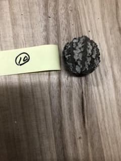 バタグルミ化石⑦