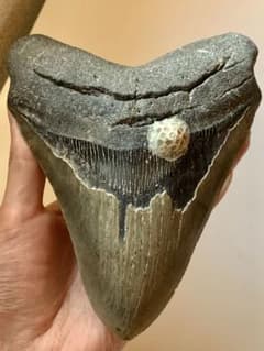 メガロドン 化石 [MG218] サメ 歯