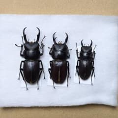 マクレイコクワガタ標本セット