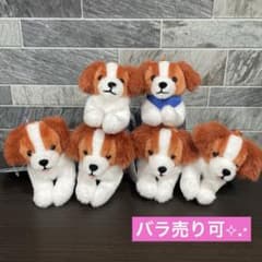 コーイケルホンディエのおでこちゃん おすわり ST.VMC 大谷翔平