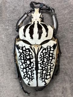 93.5mm ゴライアスオオツノハナムグリメレアグリス 6