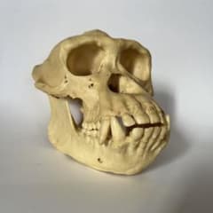 ニホンザル猿頭蓋骨標本骨猿模型デッサン用美品