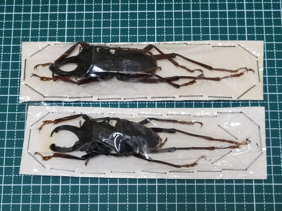 特大コロンビア産オニノコギリカミキリ79mm 昆虫標本