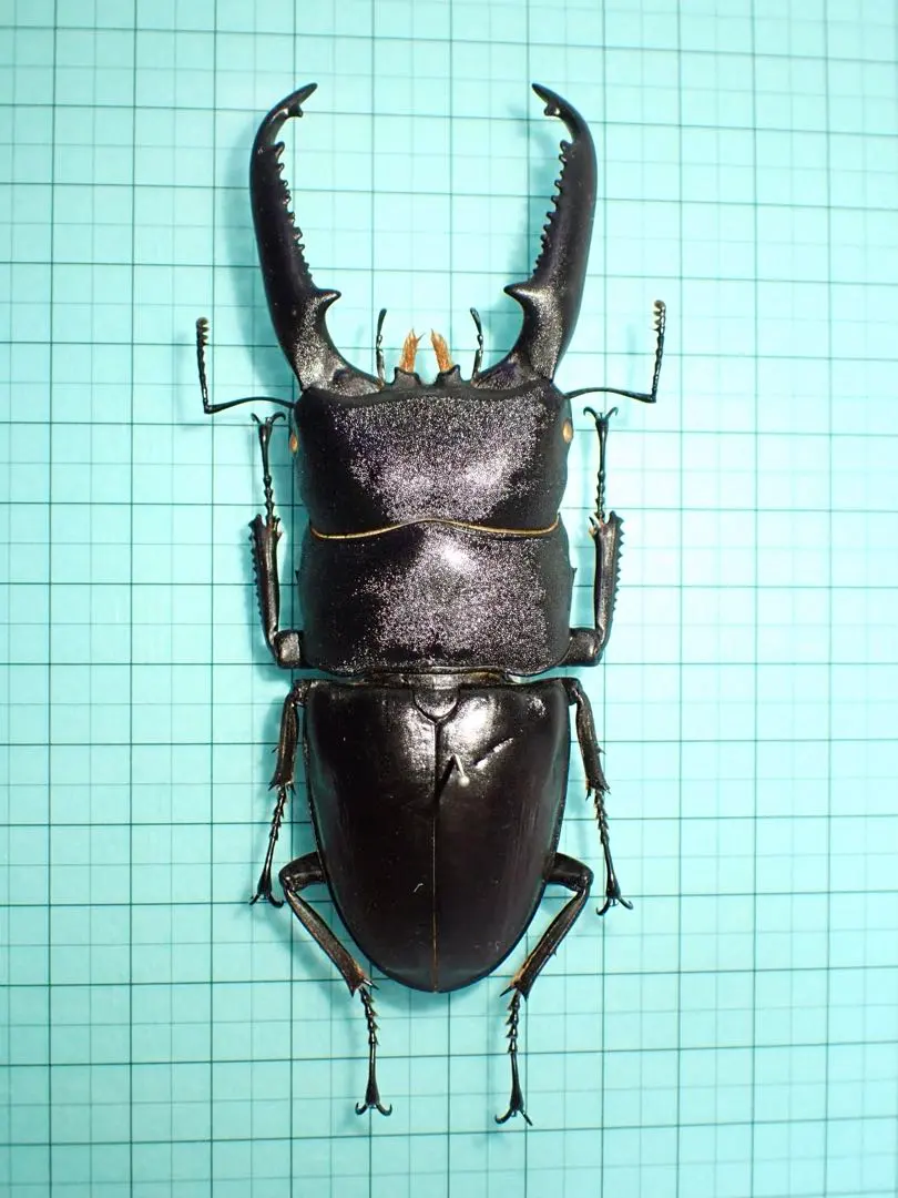 2026年最新】パラワンオオヒラタクワガタ 標本の人気アイテム - メルカリ