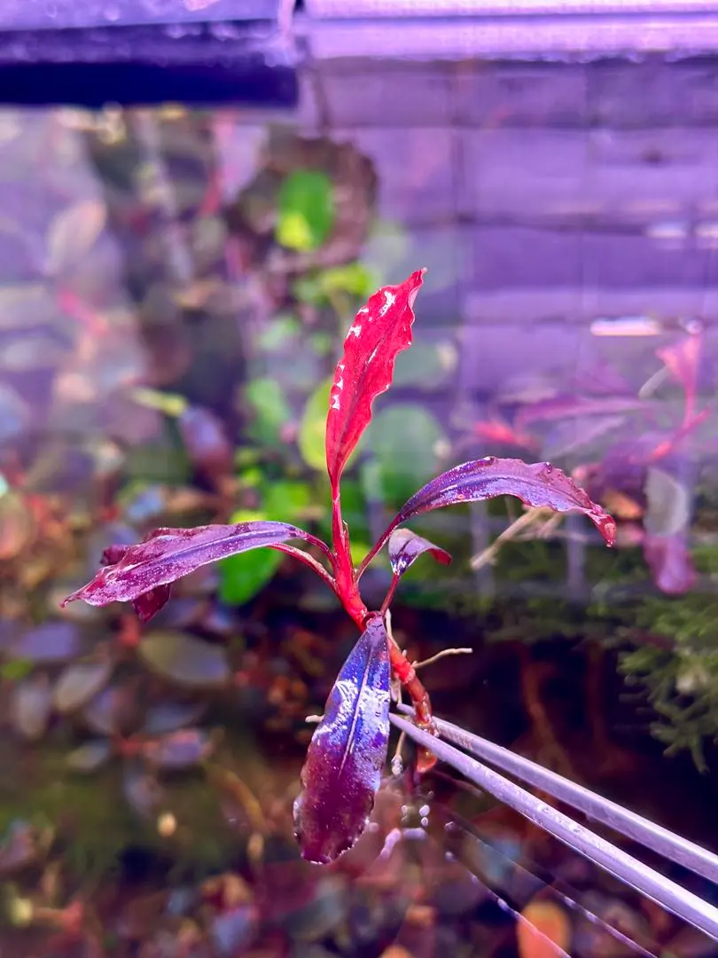 2026年最新】bucephalandra sp. ghost kalimantanの人気アイテム