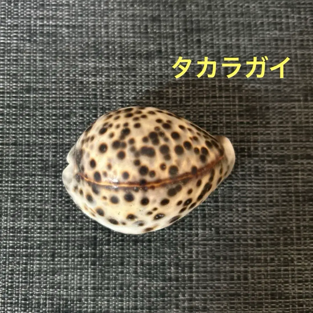 貝殻 105mm ハワイホシダカラ タカラガイ科 ホシダカラ | 貝の図鑑