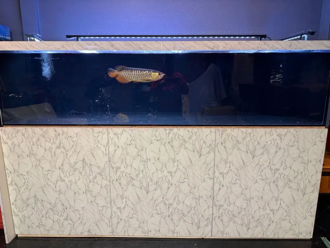 2026年最新】カンテツ水槽の人気アイテム - メルカリ