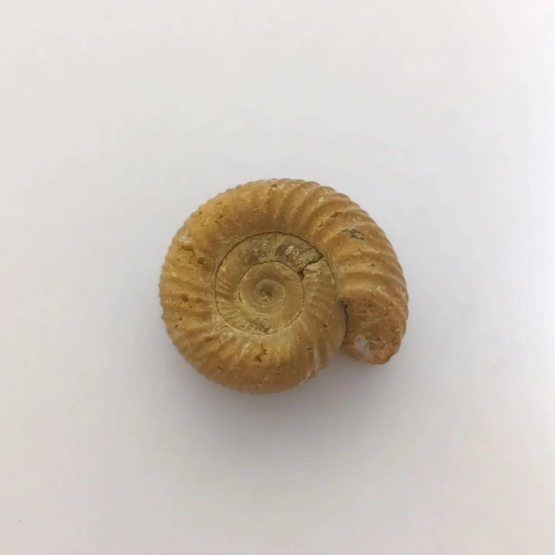 2026年最新】大型アンモナイトの人気アイテム - メルカリ