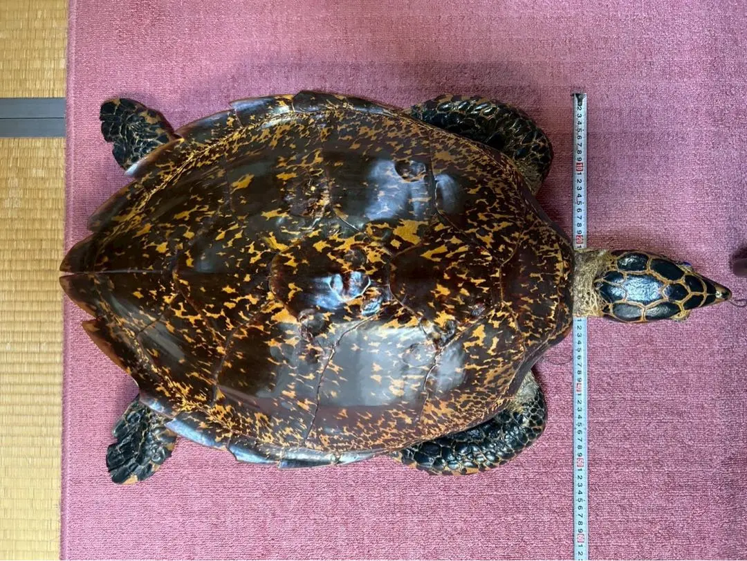 2026年最新】ウミガメ剥製の人気アイテム - メルカリ