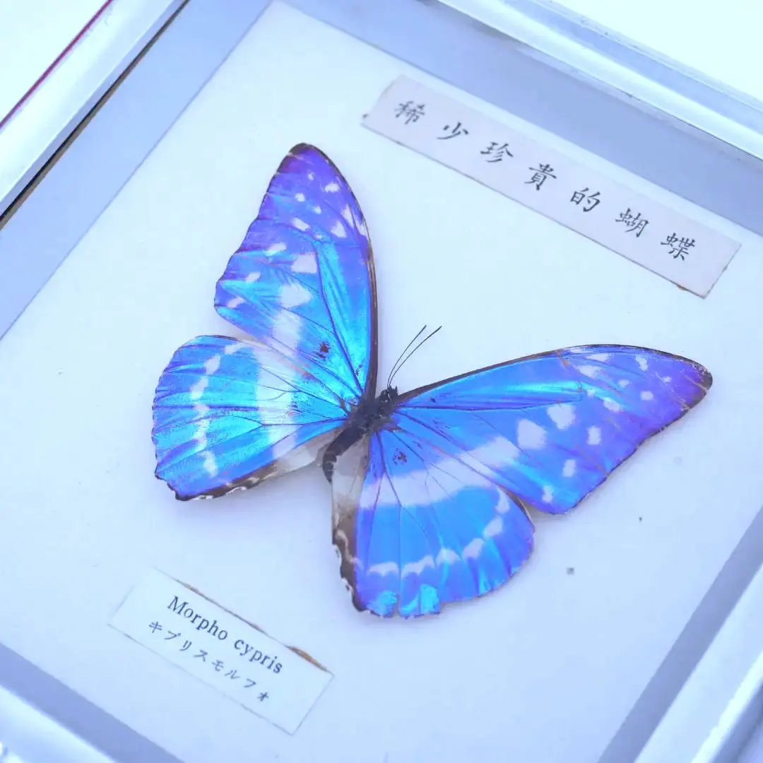 2026年最新】キプリス・モルフォの人気アイテム - メルカリ