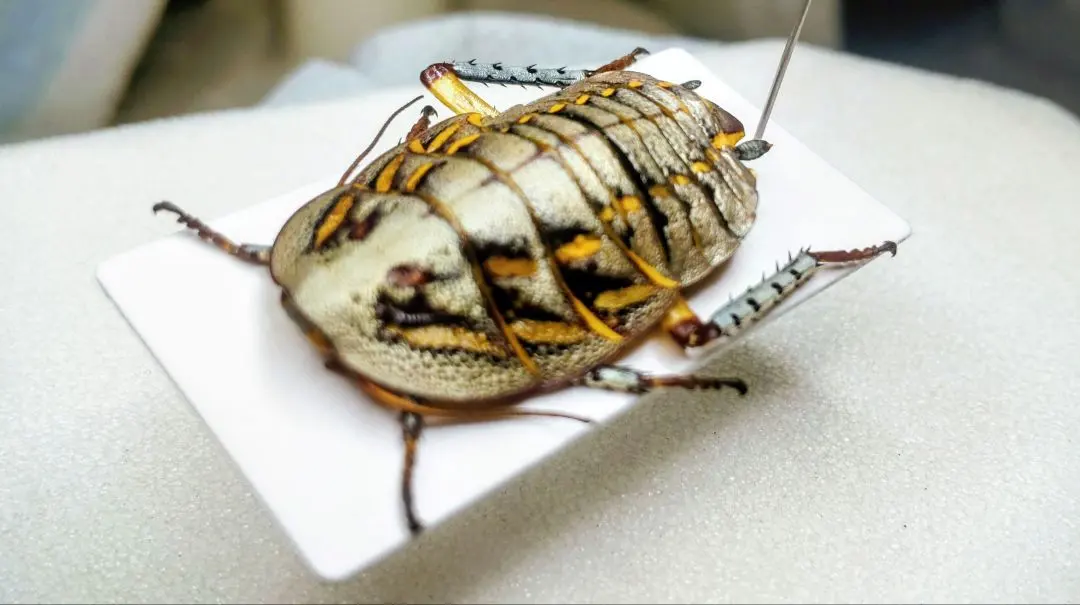 2026年最新】標本 ゴキブリの人気アイテム - メルカリ