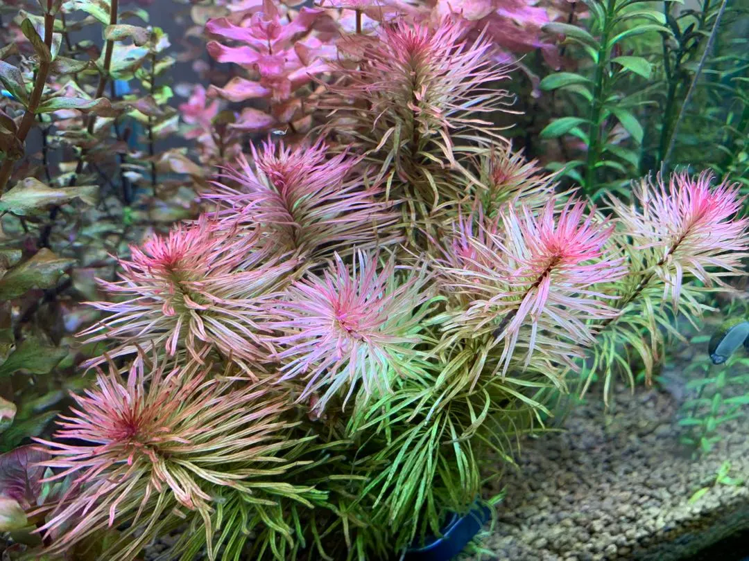 2026年最新】ada メタハラの人気アイテム - メルカリ