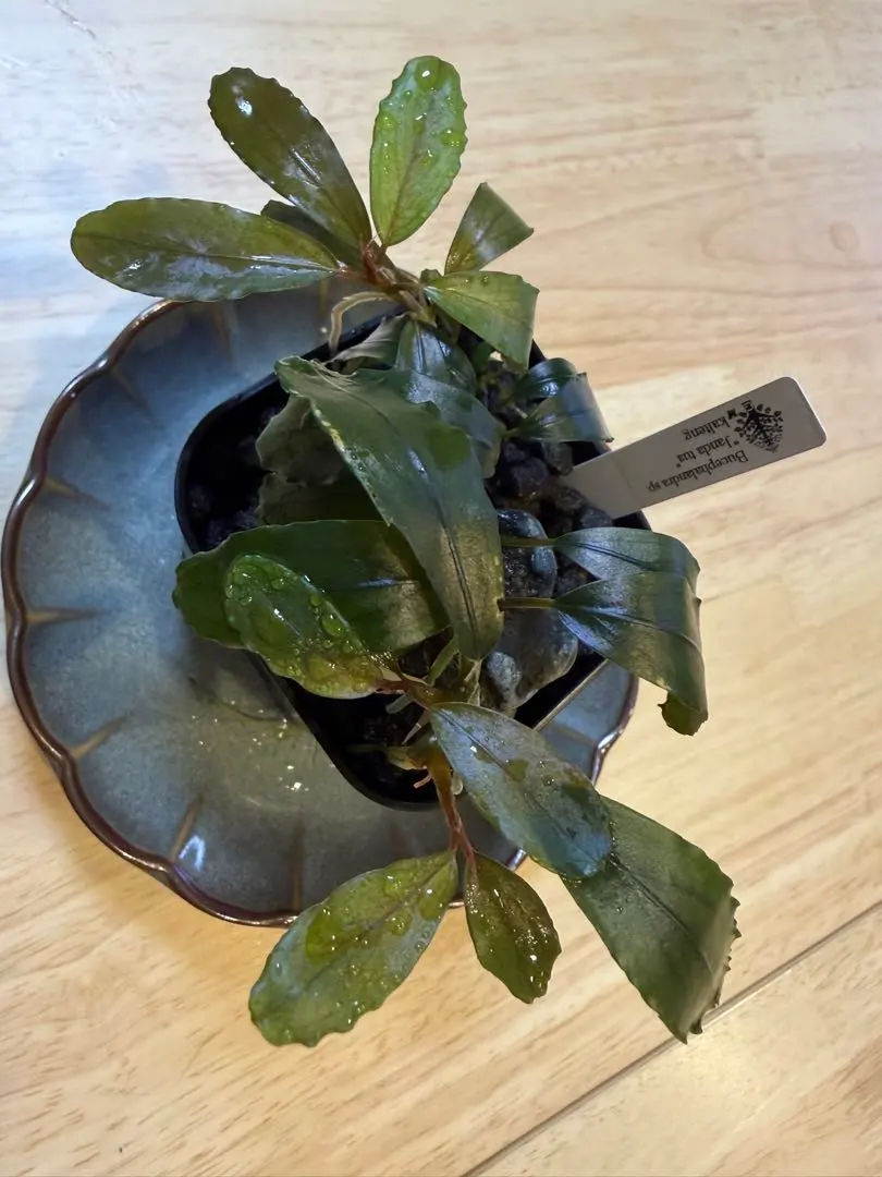 2026年最新】bucephalandra 水の国の人気アイテム - メルカリ