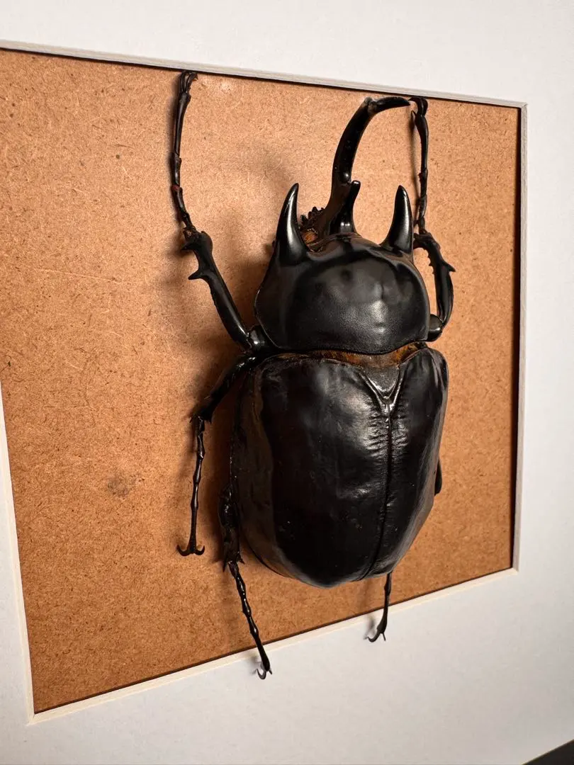 2026年最新】ゾウカブト標本の人気アイテム - メルカリ