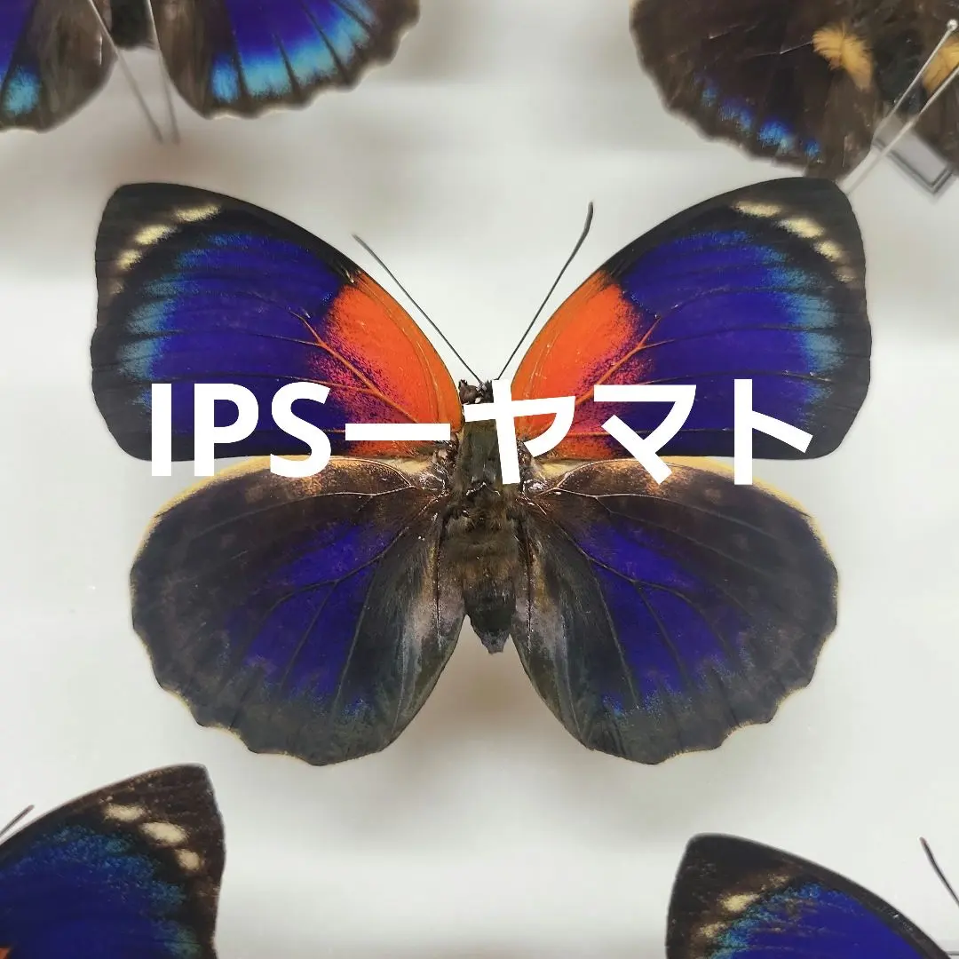 特別価格コレクションシリーズ-アグリアス-ファルキドン-ルムルティー-01