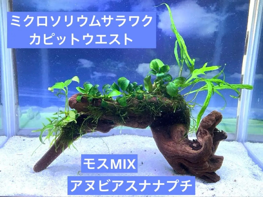 2026年最新】ミクロソリウム サラワクの人気アイテム - メルカリ