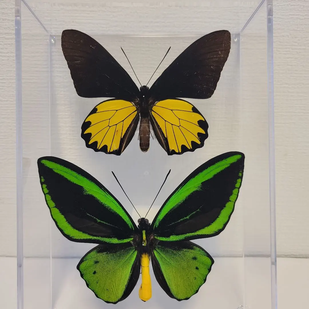 2026年最新】キシタアゲハの人気アイテム - メルカリ