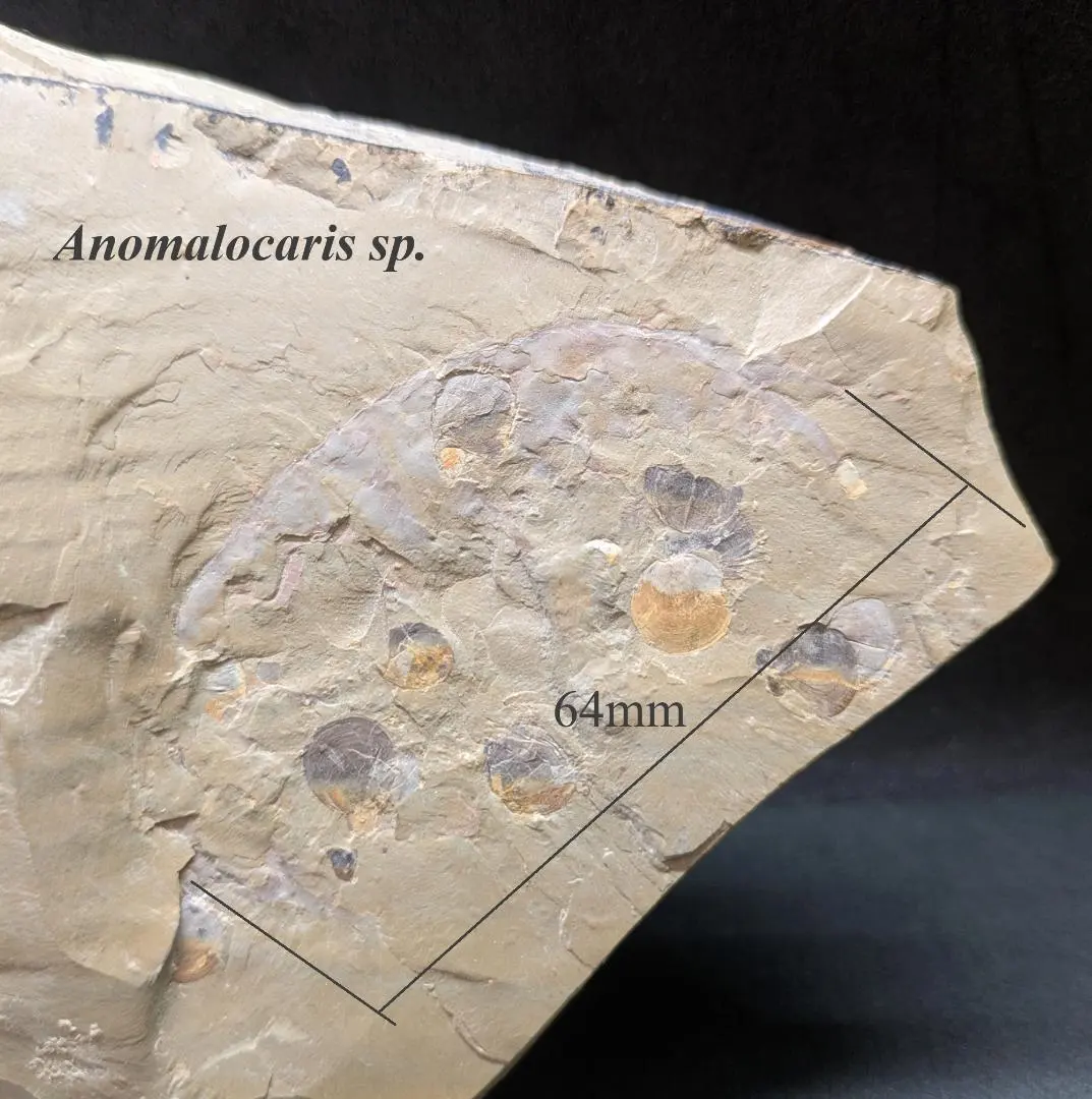 化石 澄江産 アノマロカリスの腕 博物館級 実物 値段交渉可能