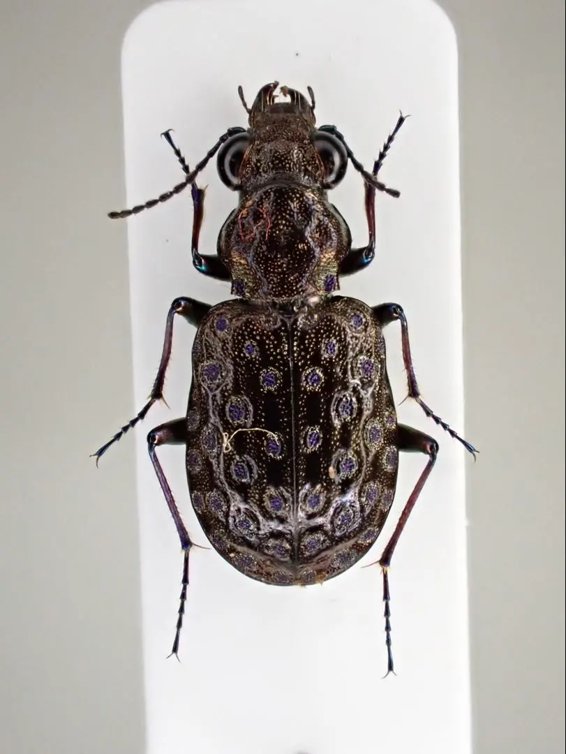 2026年最新】ゴミムシ 標本の人気アイテム - メルカリ