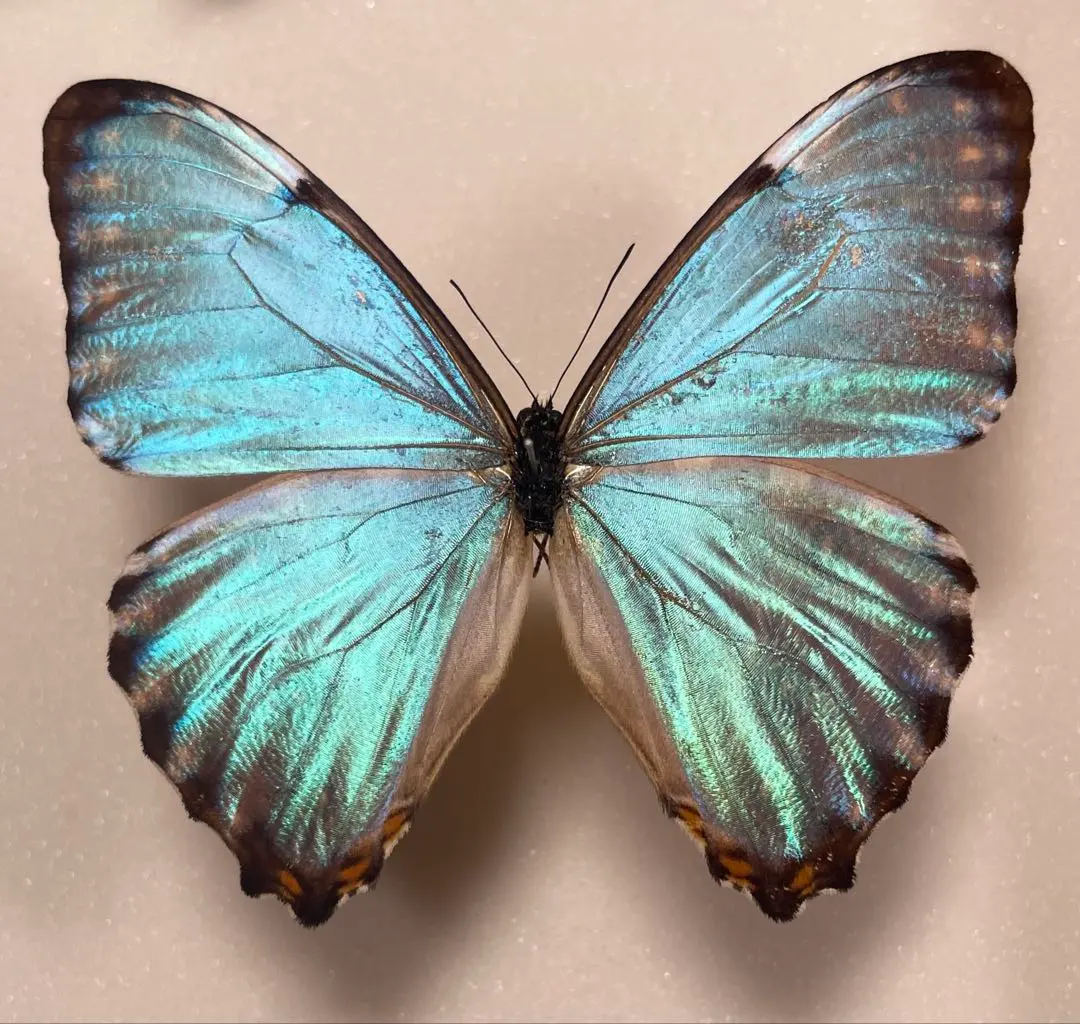 2026年最新】ポルティスモルフォの人気アイテム - メルカリ