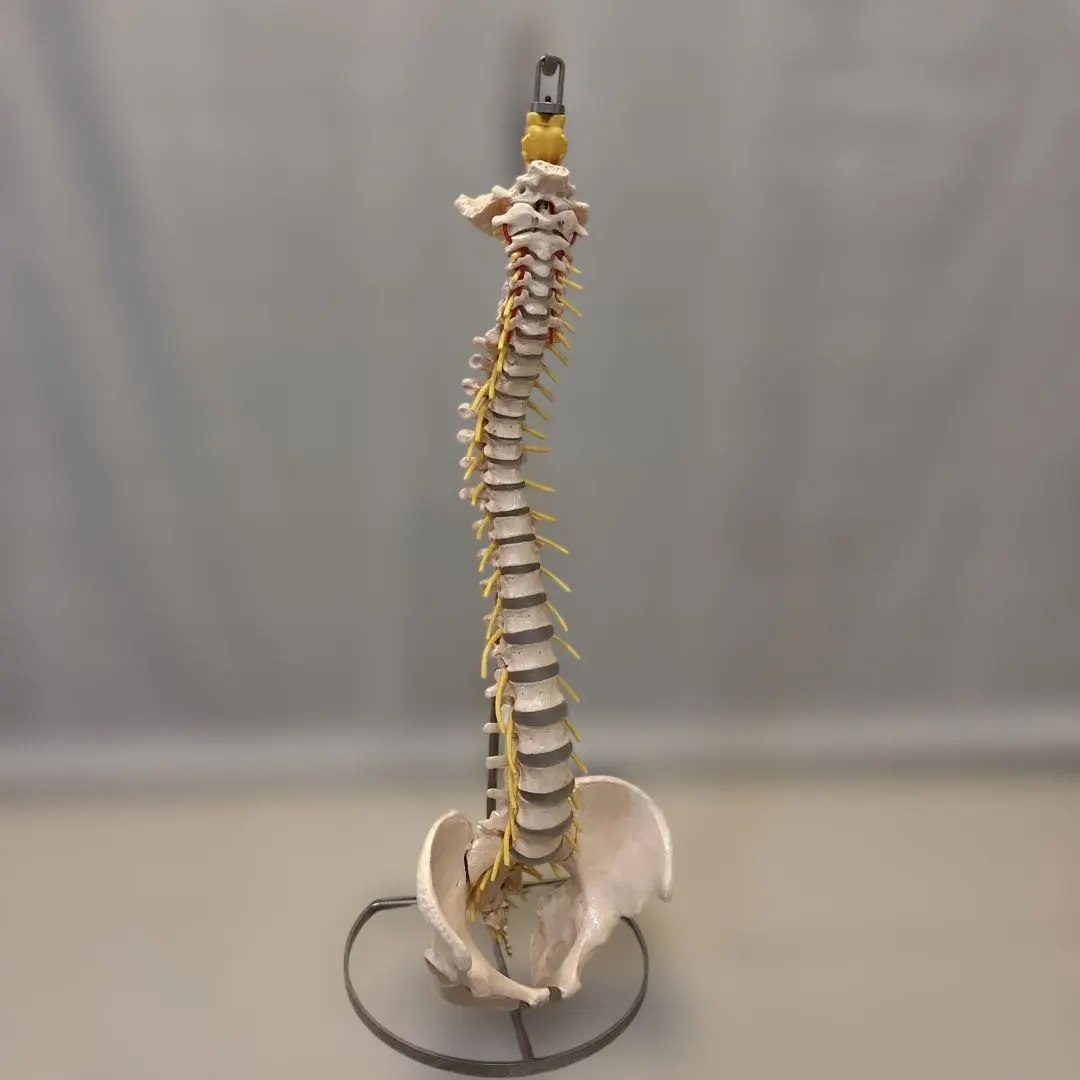 2026年最新】ソムソ 模型の人気アイテム - メルカリ