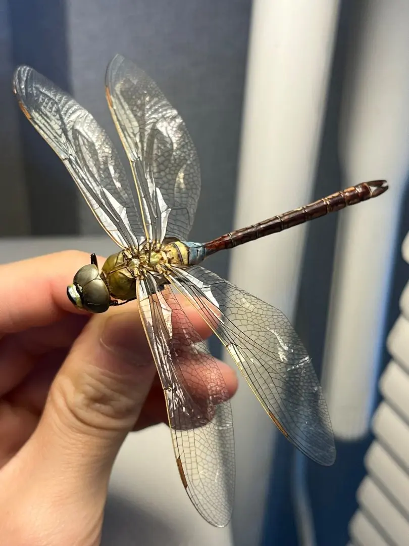 2026年最新】ヘビトンボ 標本の人気アイテム - メルカリ