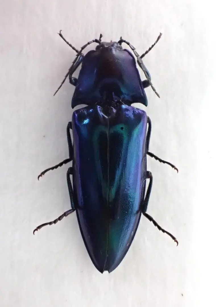 2026年最新】コメツキの人気アイテム - メルカリ