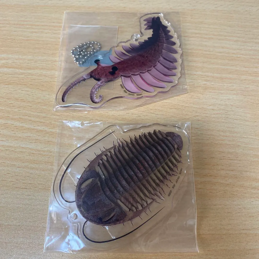 化石 澄江産 アノマロカリスの腕 博物館級 実物 値段交渉可能